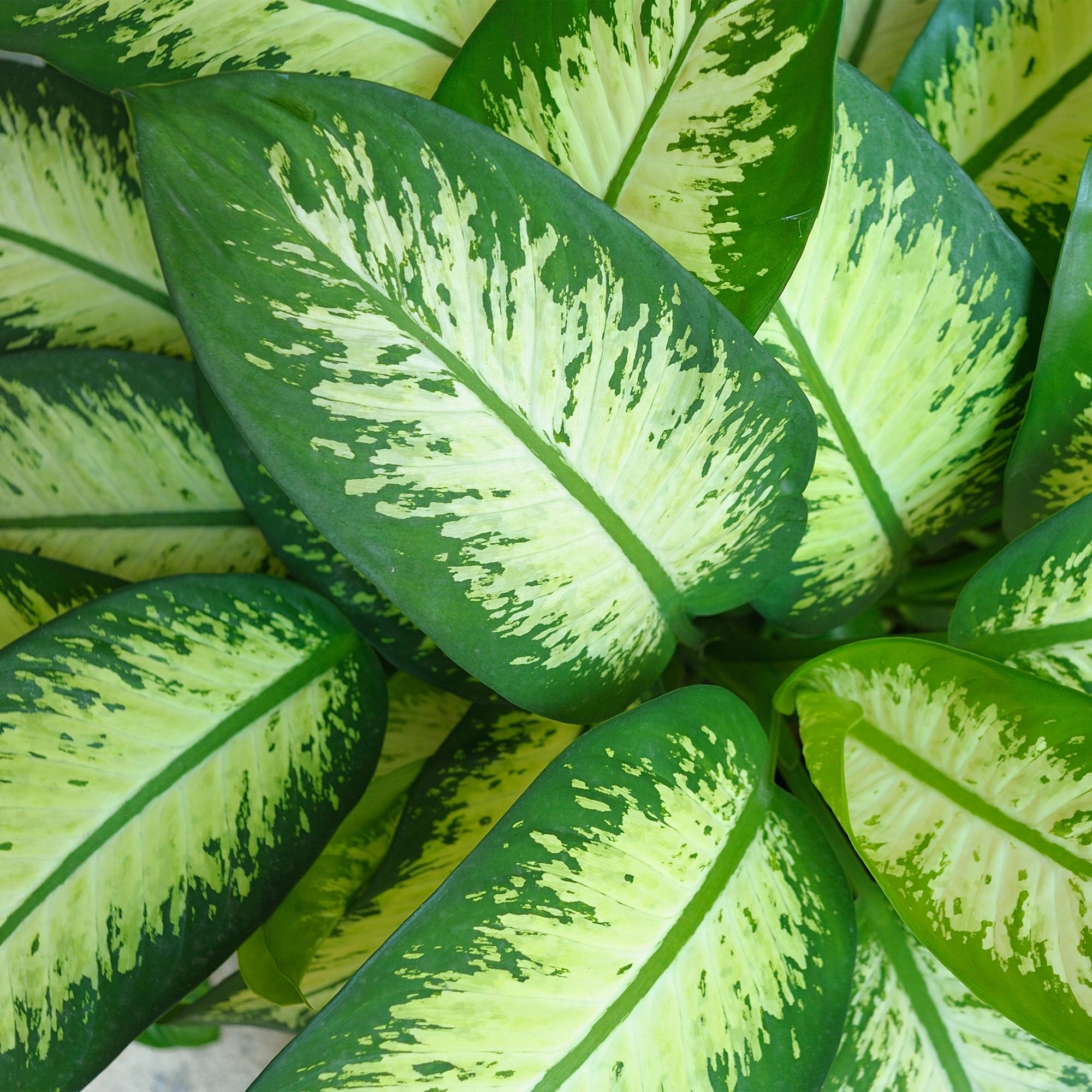 Kamerplanten - Diefenbachia Tropic Snow - Dieffenbachia - Weinig onderhoud - Groen - 1 Plant - met Potter Wit - Pot 21cm - Hoogte 90-100cm