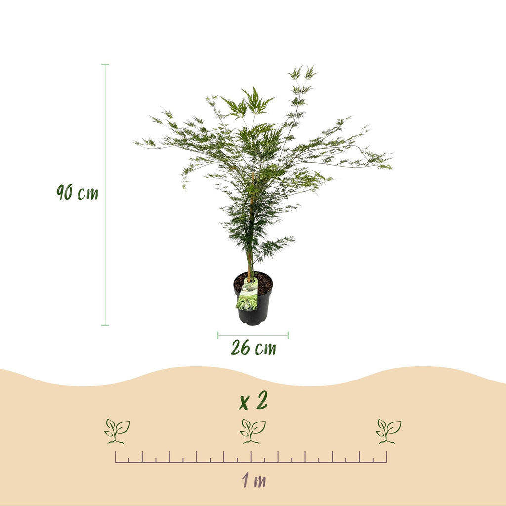 Tuinplant - Acer palmatum Emerald Lace - Japanse Esdoorn - Bladverliezend - Groen - 1 - Pot 26cm - Hoogte 90cm