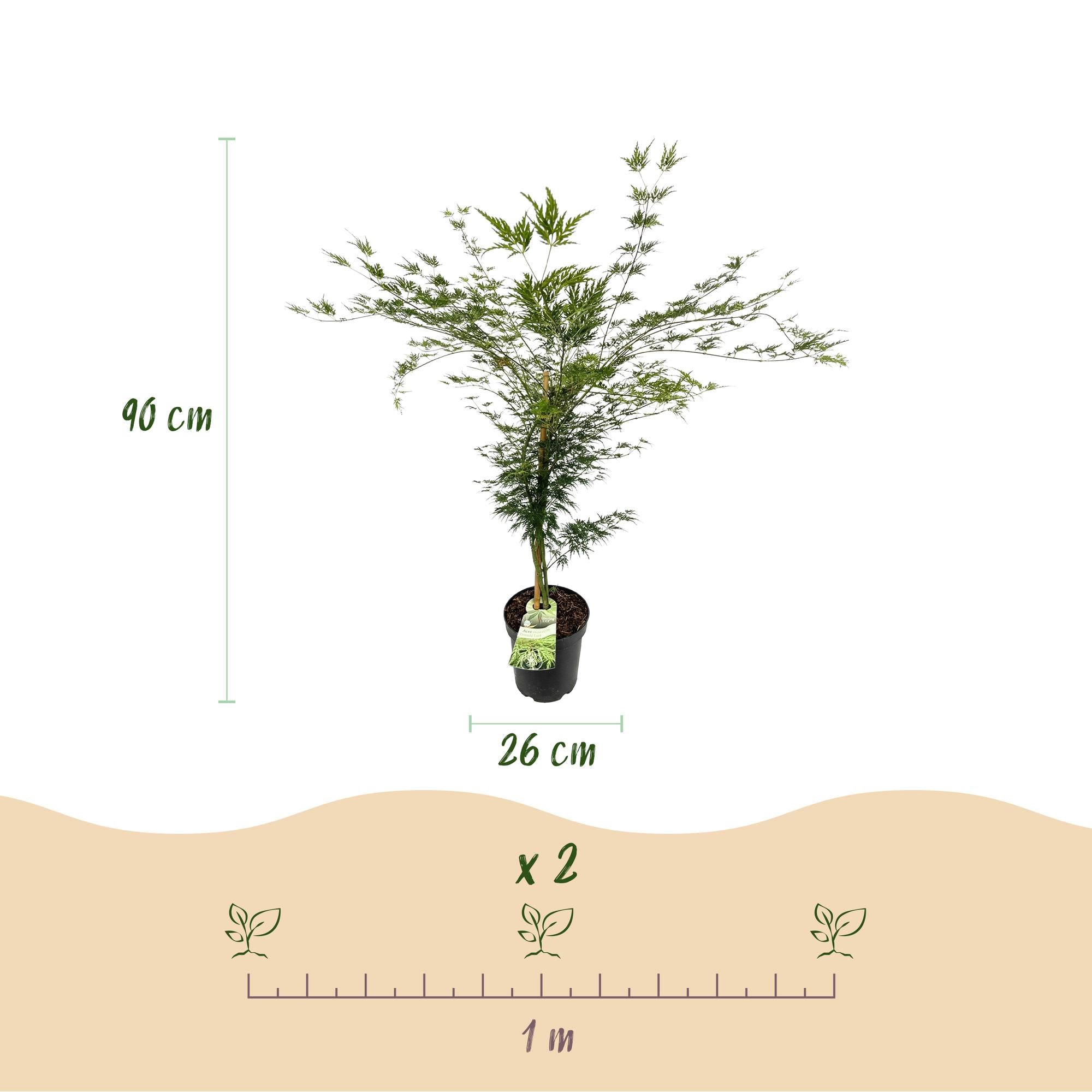 Tuinplant - Acer palmatum Emerald Lace - Japanse Esdoorn - Bladverliezend - Groen - 1 - Pot 26cm - Hoogte 90cm