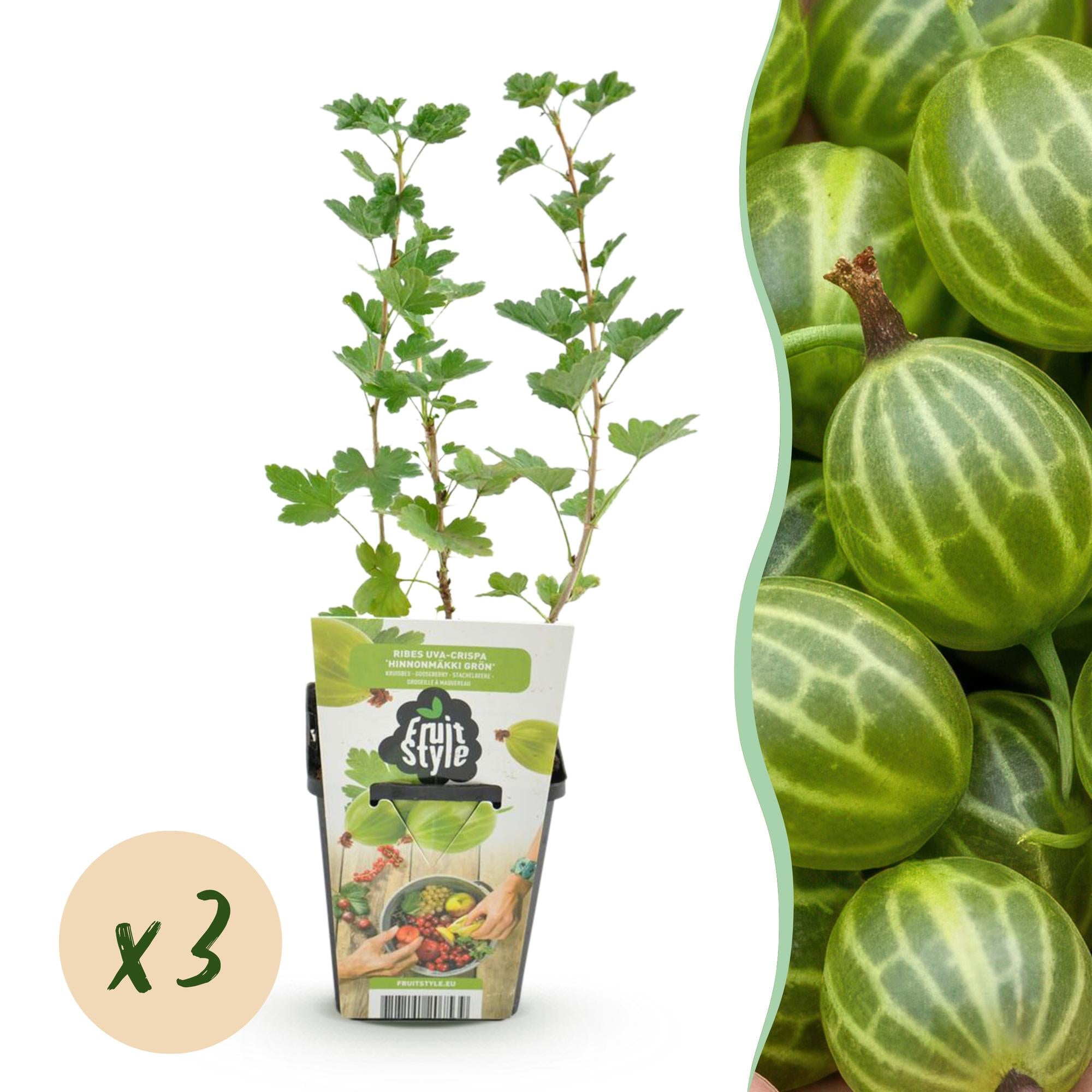 Fruitplanten - Kruisbes - Ribes uva-crispa Hinnonmaki Grun - Winterhard - 3 Planten - Pot 9 cm - Groene Bes