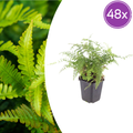 48x Polystichum set. 'Herrenhausen'- ↕10-25cm - Ø9cm