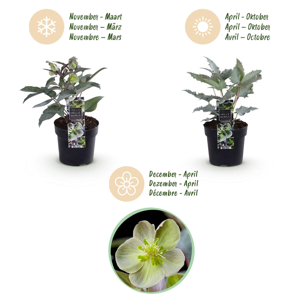 Tuinplant - Lenten Rose Helleborus sternii Silver Dollar - Groene  Bloem -1 Plant - Groenblijvend - Pot 14cm Hoogte 35cm