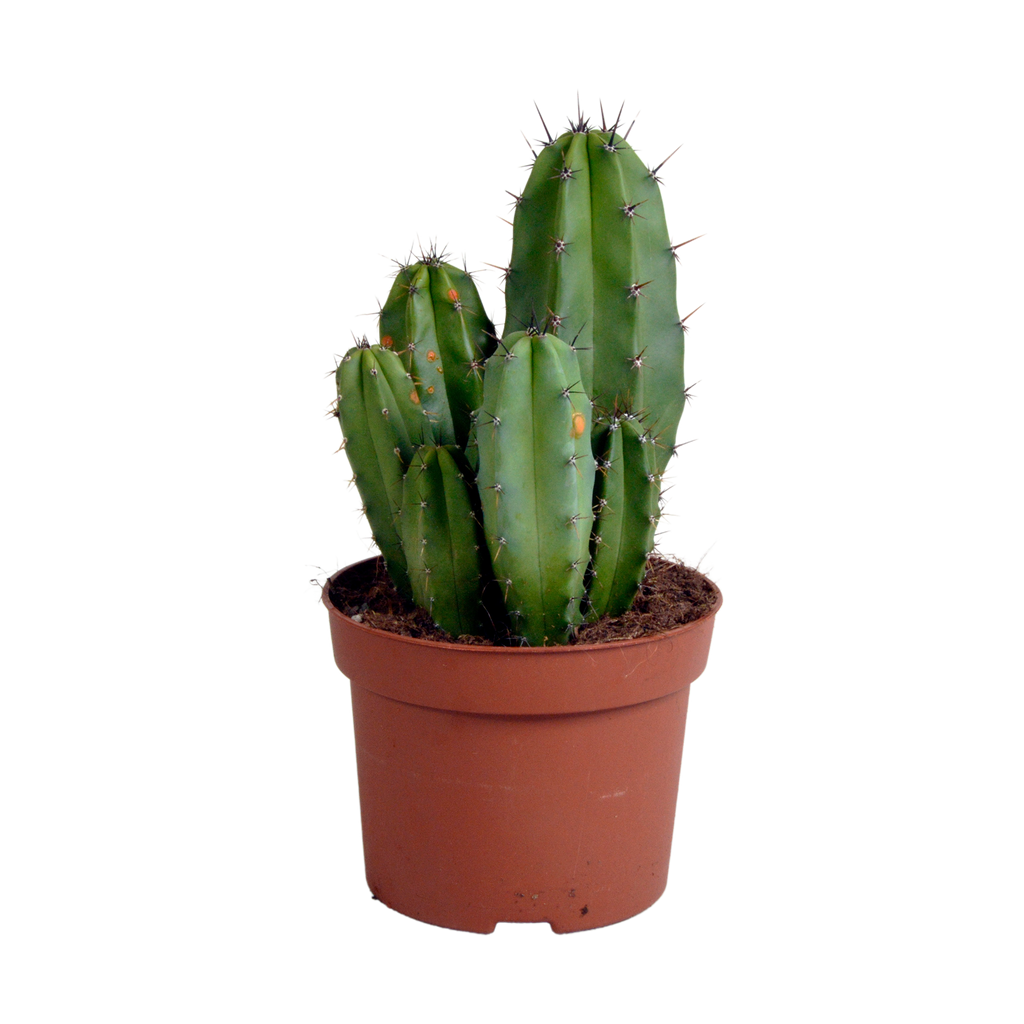 Polaskia chula 12cm