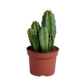 Polaskia chula 12cm