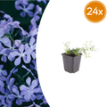 24x Phlox (S) 'Emerald Cushion Blue'- ↕10-25cm - Ø9cm