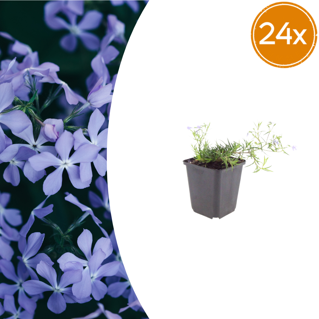24x Phlox (S) 'Emerald Cushion Blue'- ↕10-25cm - Ø9cm