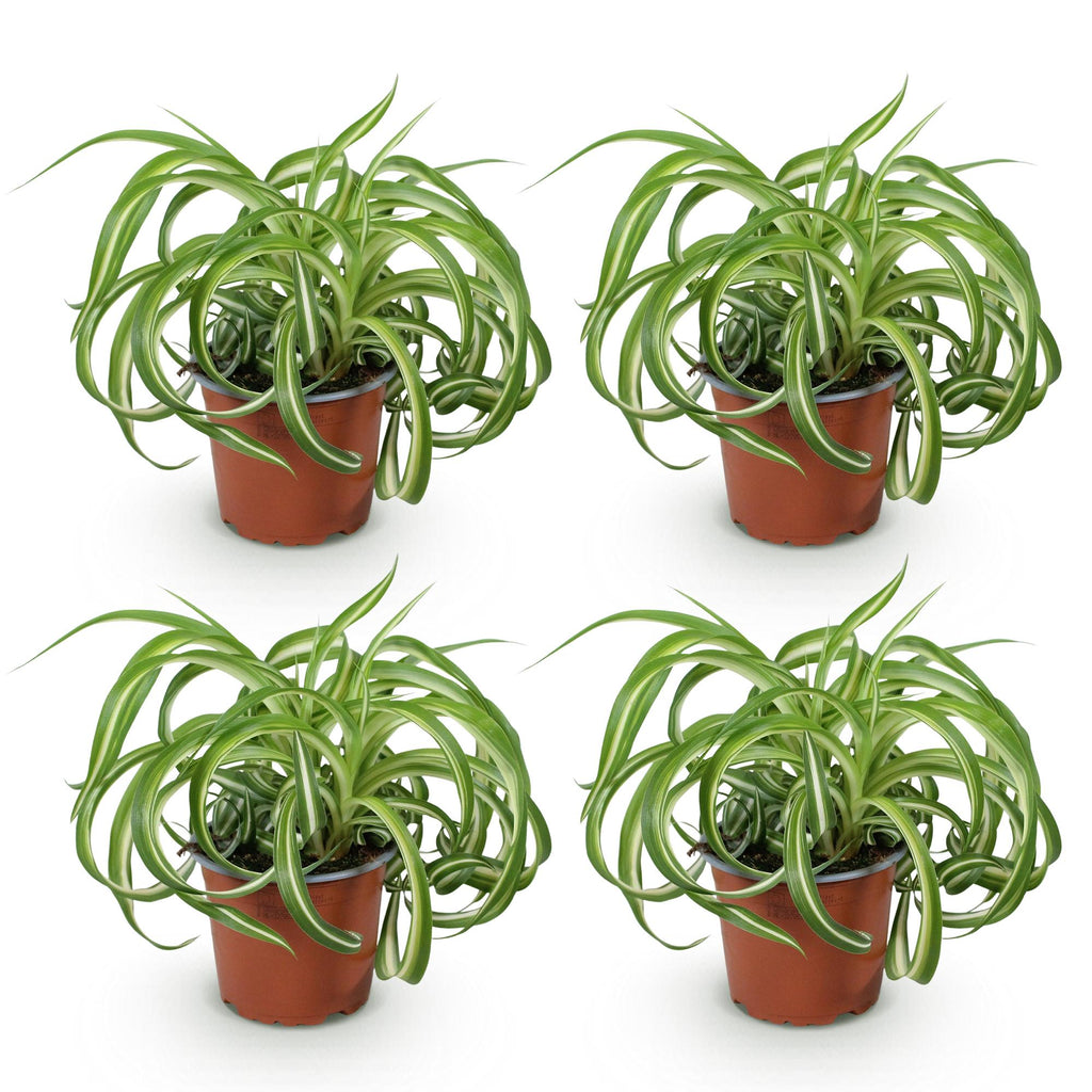 Kamerplant - Chlorophytum comosum Bonnie - Krullende Graslelie - Huisdiervriendelijk - Bont - 4 Planten - Pot 12cm - Hoogte 20-25cm
