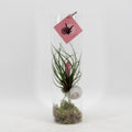 Tillandsia Cyanea - Ø11 ↕38