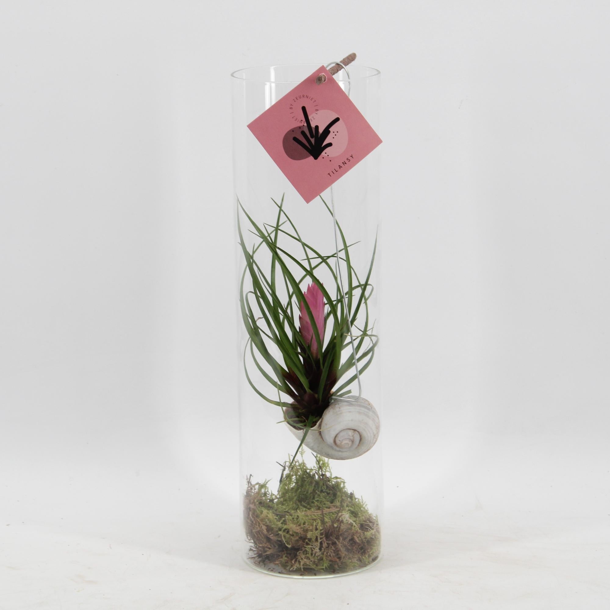 Tillandsia Cyanea - Ø11 ↕38