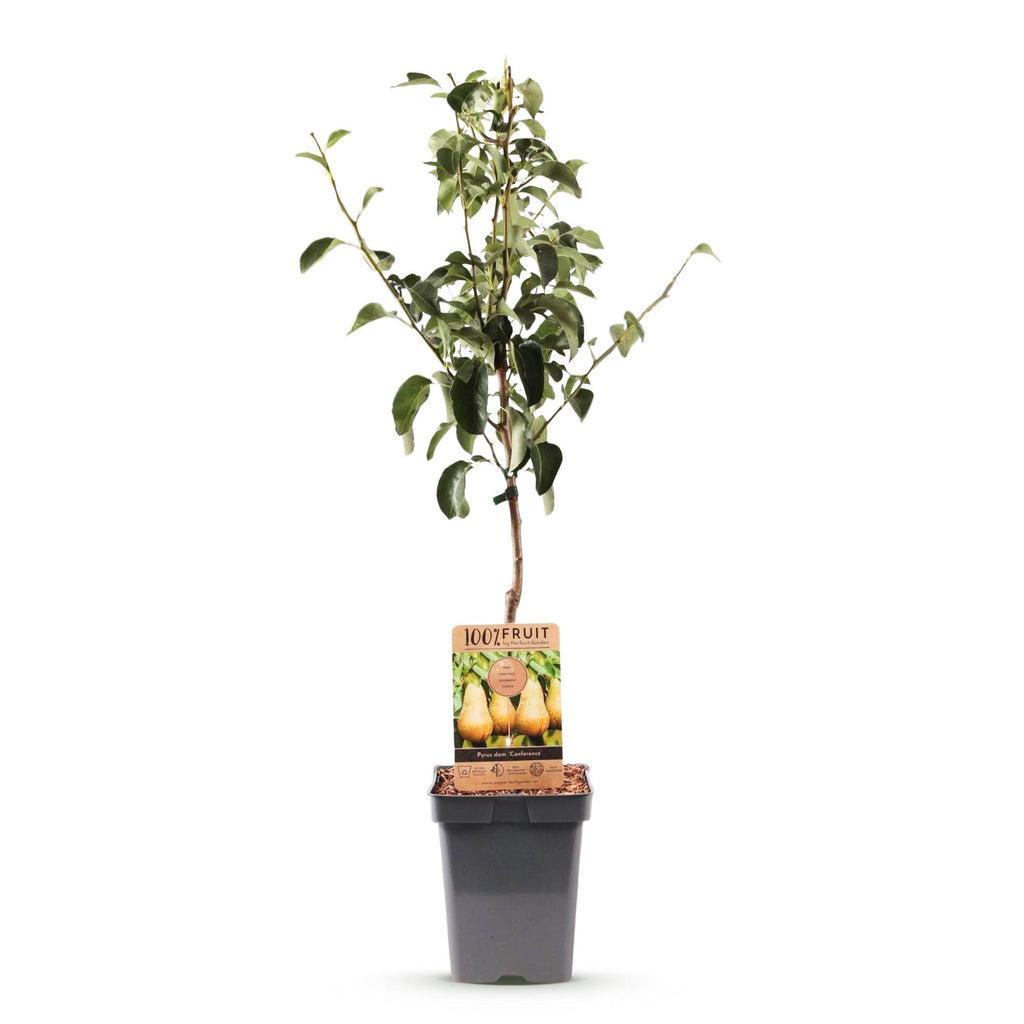 Fruitboom - Pyrus communis Conference - Perenboom - Winterhard - Groene Peer - 1 Plant - Pot 21cm - Hoogte 90cm