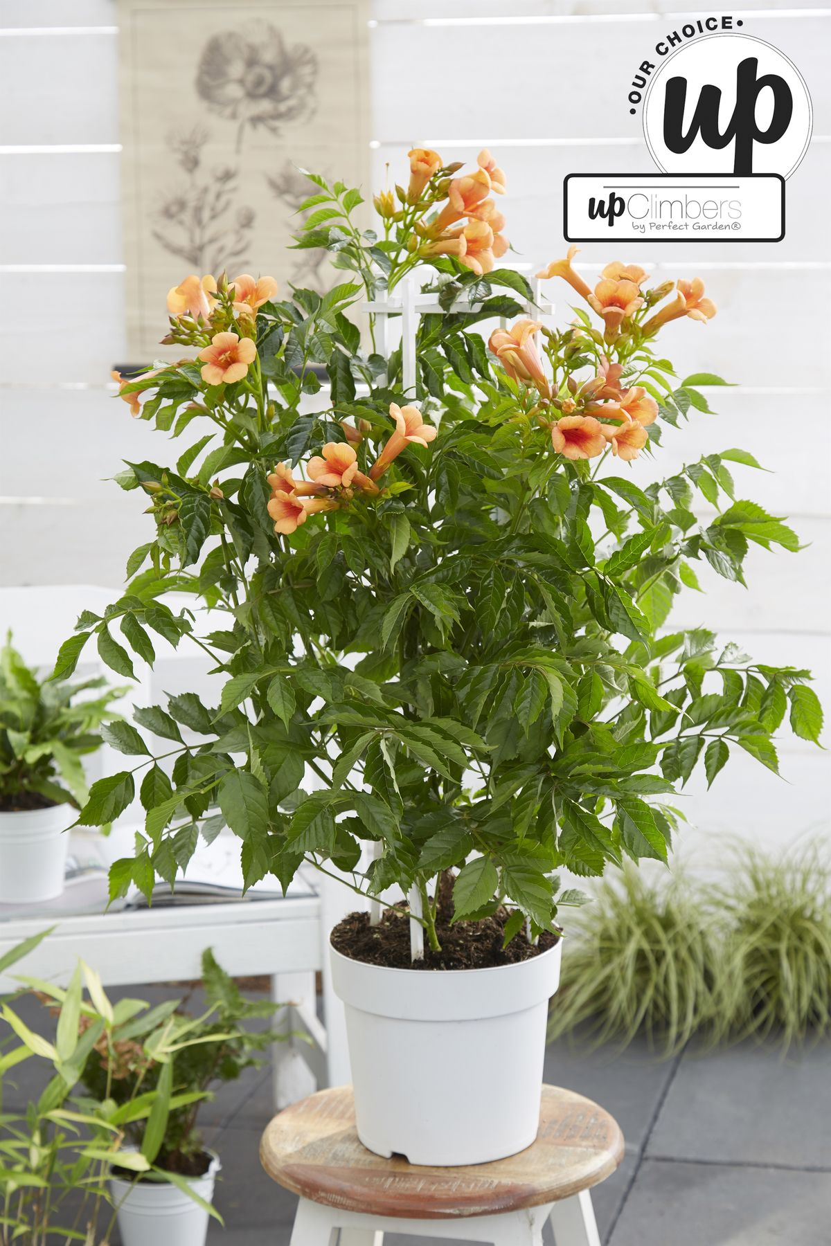 Campsis Indian Summer - Trompetbloem Oranje - Ø15cm - ↕65cm - Ø15 - ↨65cm