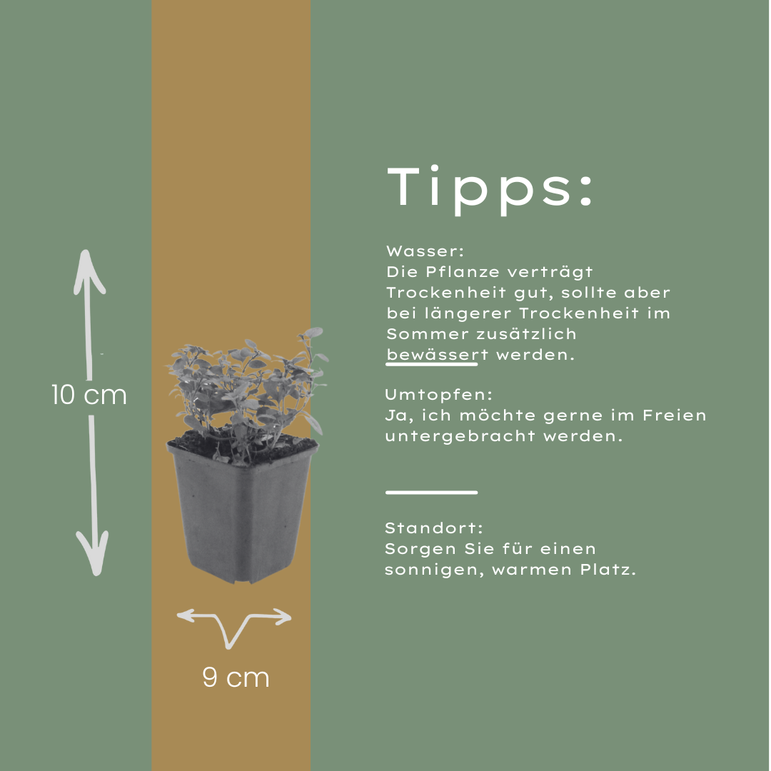 6x Origanum laevigatum 'Herrenhausen' - ↕10-25cm - Ø9cm