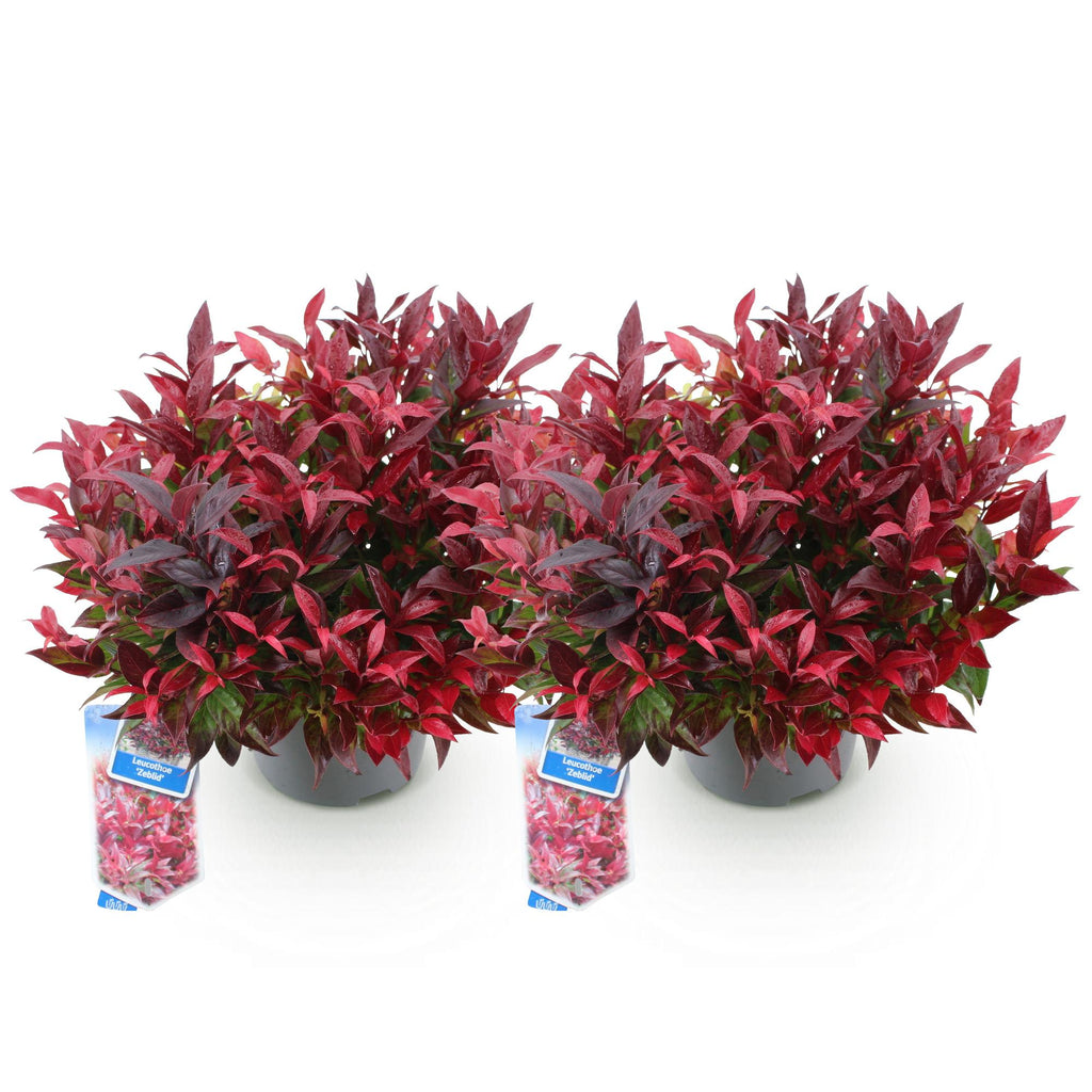 Tuinplant - Leucothoe Zeblid - Rood - 2 Planten - Groenblijvend - Weinig Onderhoud - Pot 17cm Hoogte 45cm