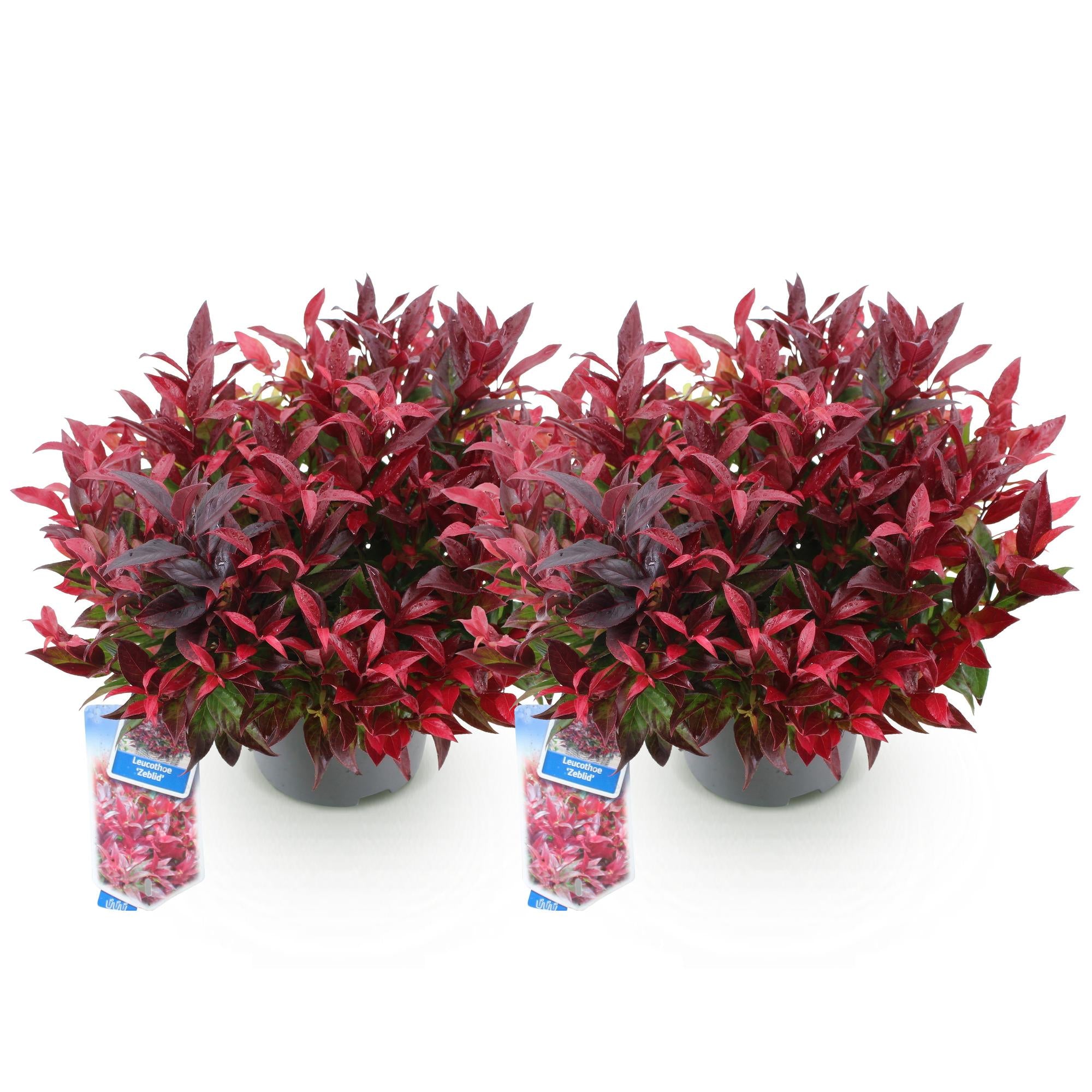 Tuinplant - Leucothoe Zeblid - Rood - 2 Planten - Groenblijvend - Weinig Onderhoud - Pot 17cm Hoogte 45cm