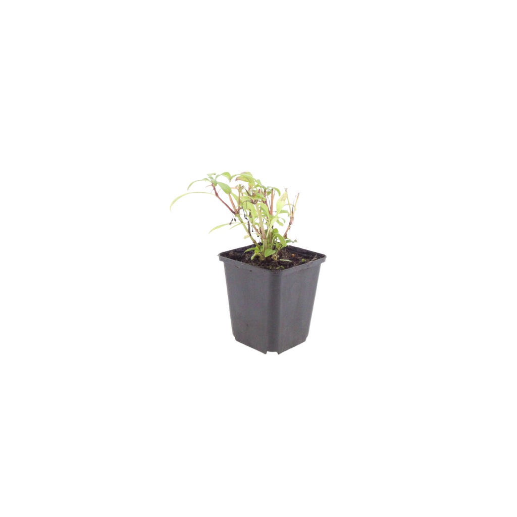 60x Centranthus ruber 'Coccineus' - ↕10-25cm - Ø9cm