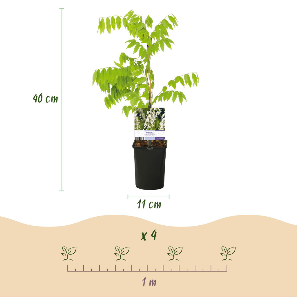 Blauwe regen - Wisteria floribunda Tricolour - Bloemen Blauw Roze Wit  - 3 planten - Pot 11cm Hoogte 40cm