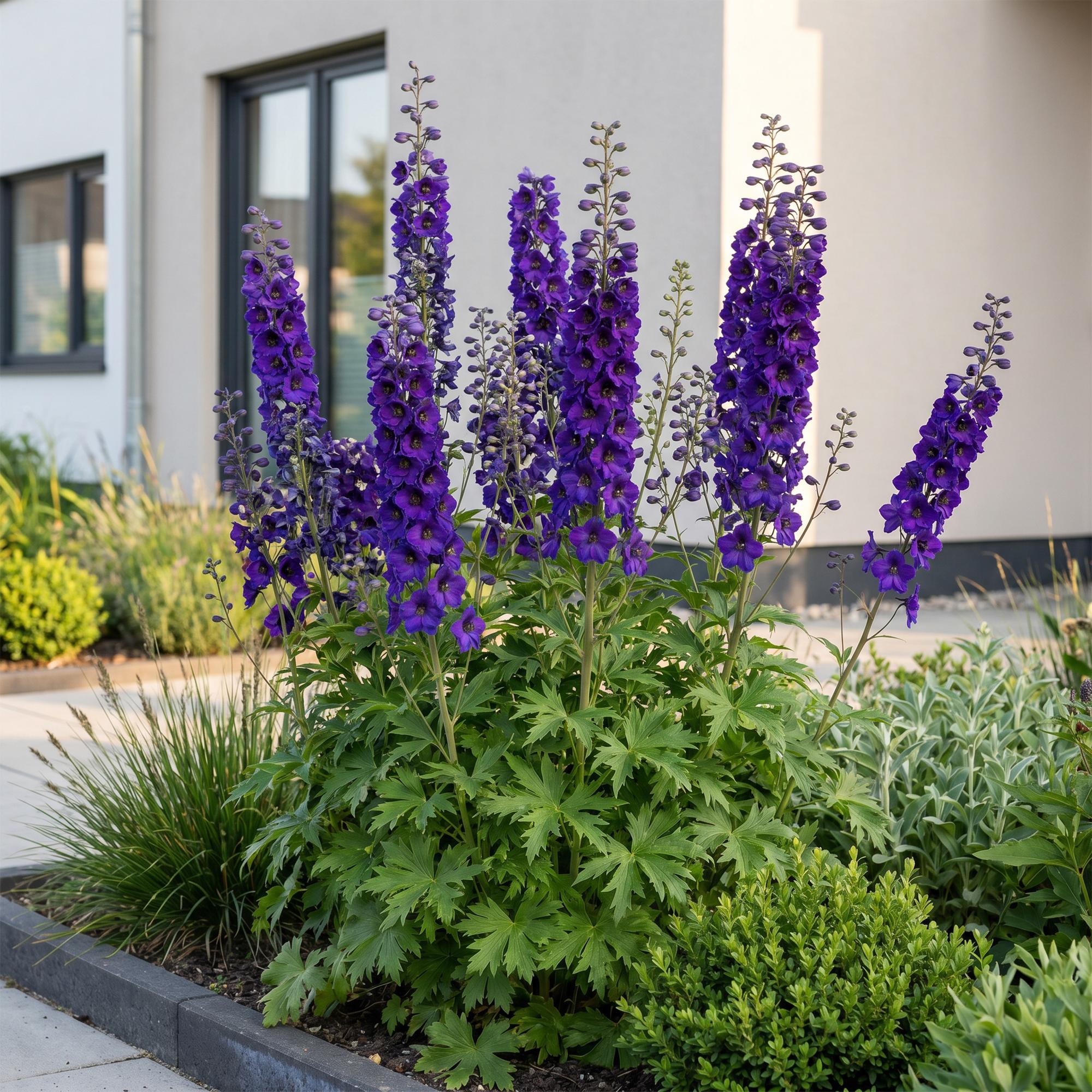 Vasteplant - Delphinium (P) Black Knight - Ridderspoor - Bijen en Vlinderlokkers - Paars - 6 Planten - Pot 11cm - Hoogte 15-25cm