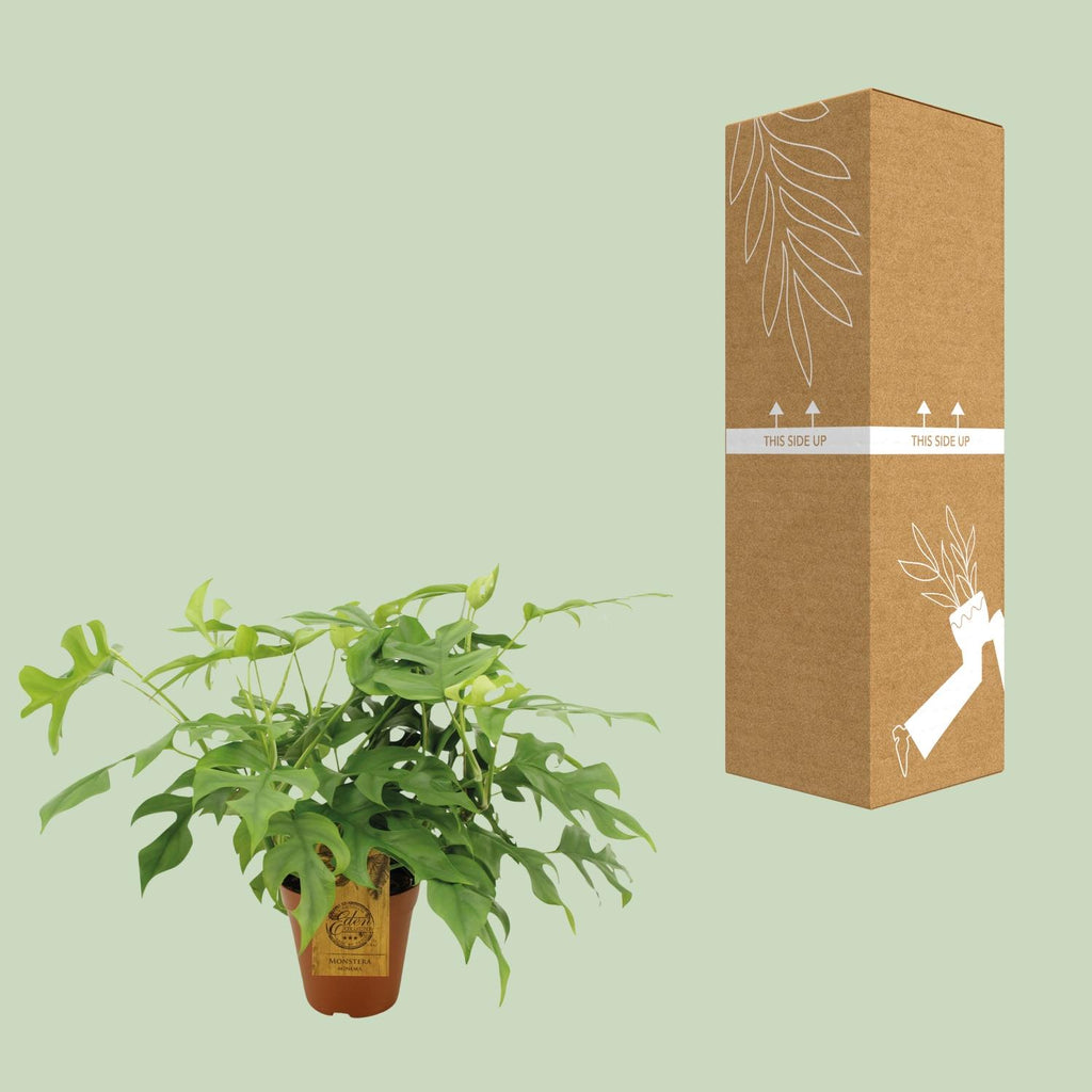 Monstera Minima - Ø15cm - ↕40cm