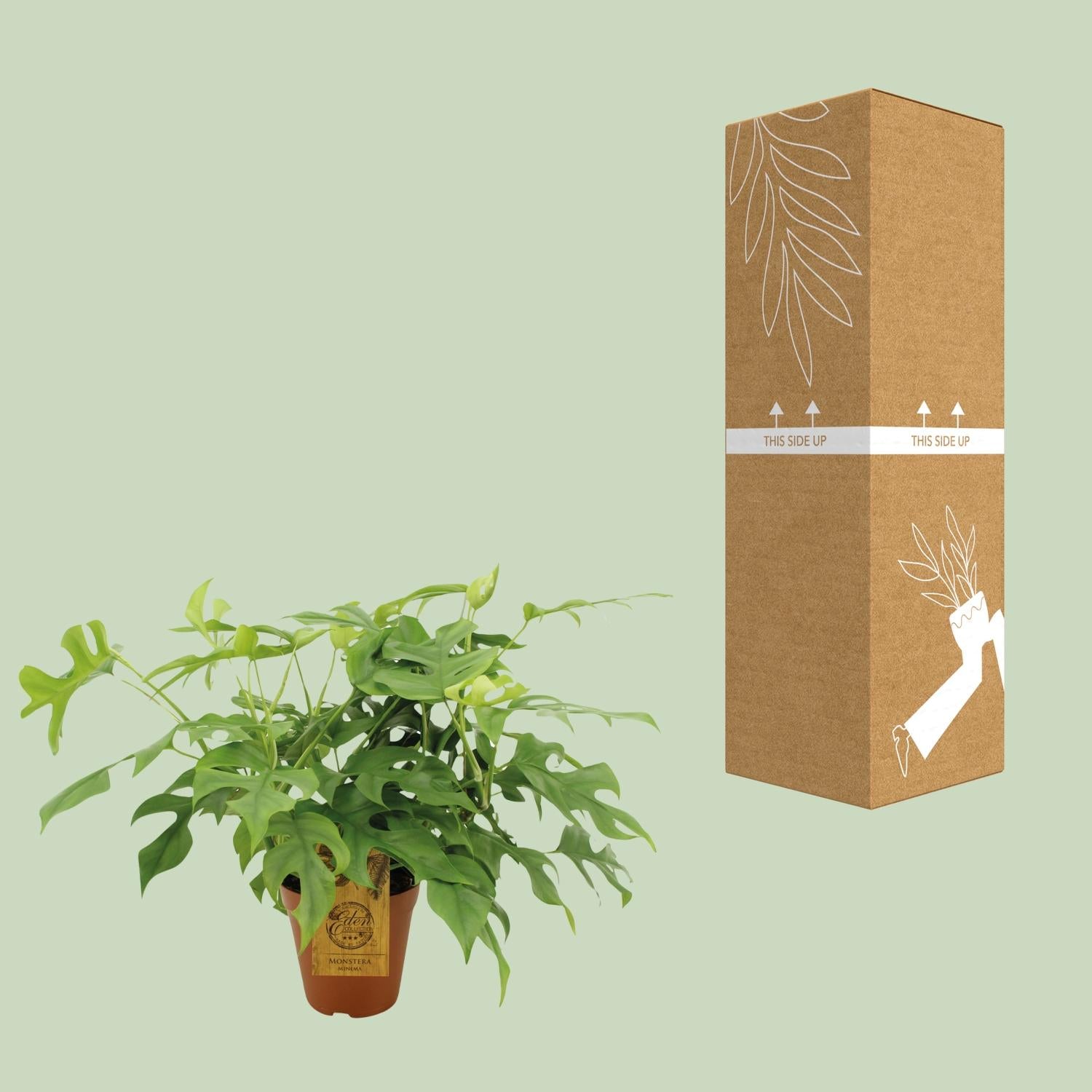 Monstera Minima - Ø15cm - ↕40cm