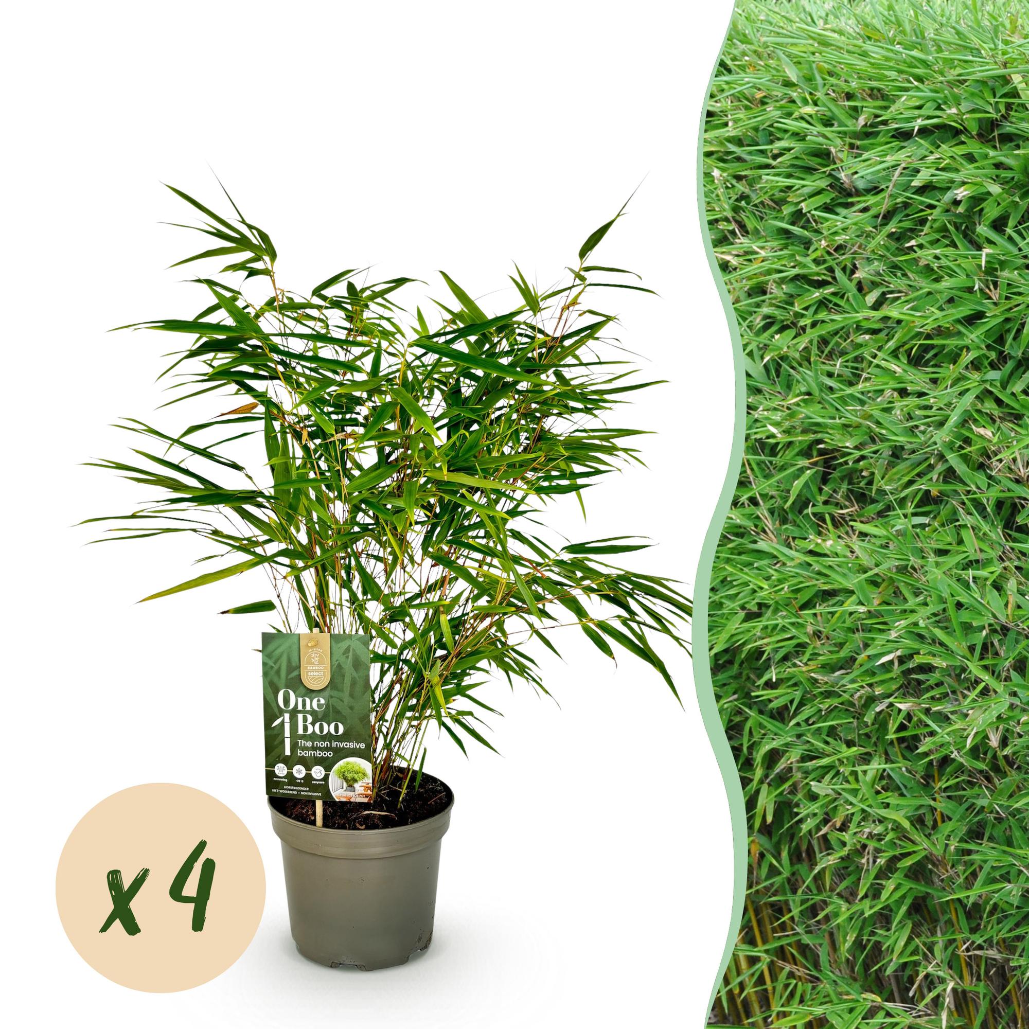 Bamboe - Fargesia rufa - Groen - 4 Planten - Bladhoudend - Niet Woekerend- Pot 17cm Hoogte 60cm