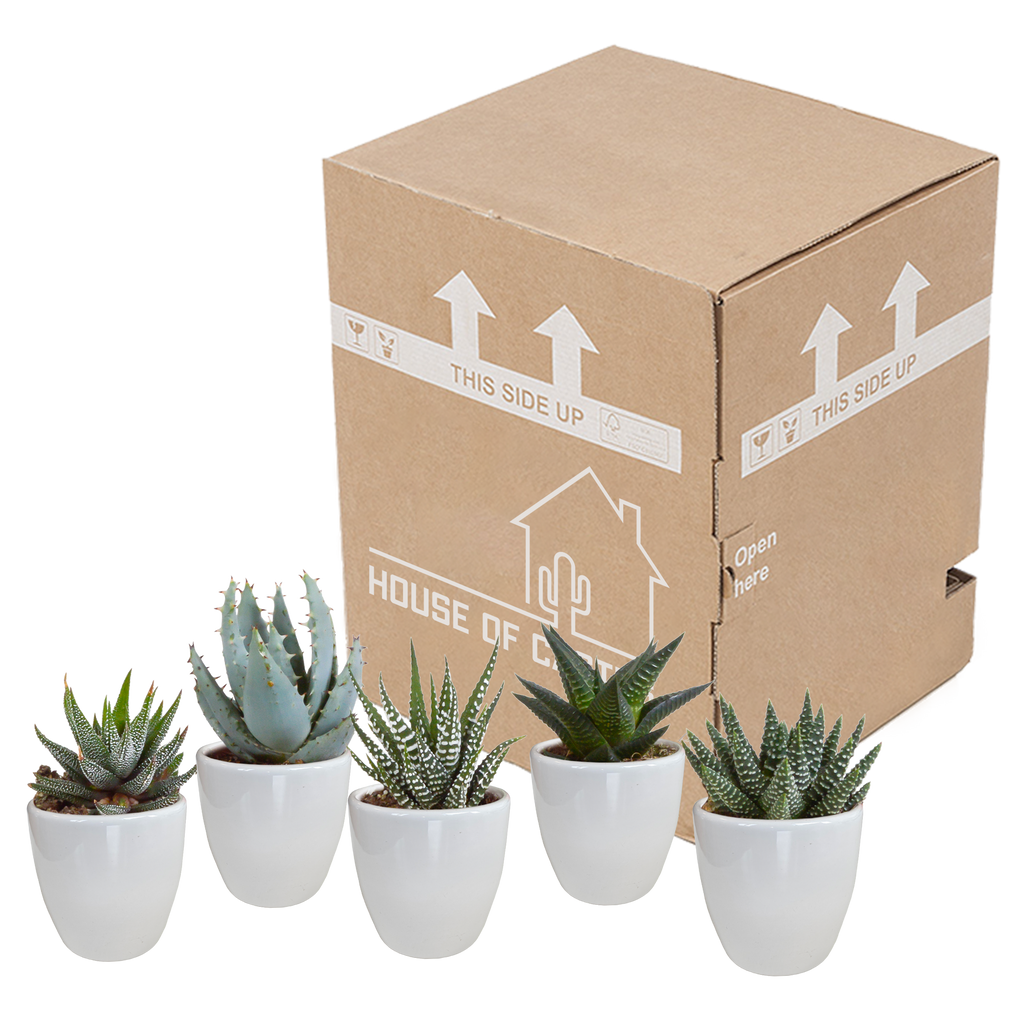 Gasteria/Haworthia mix 5,5cm - in witte pot - 5x