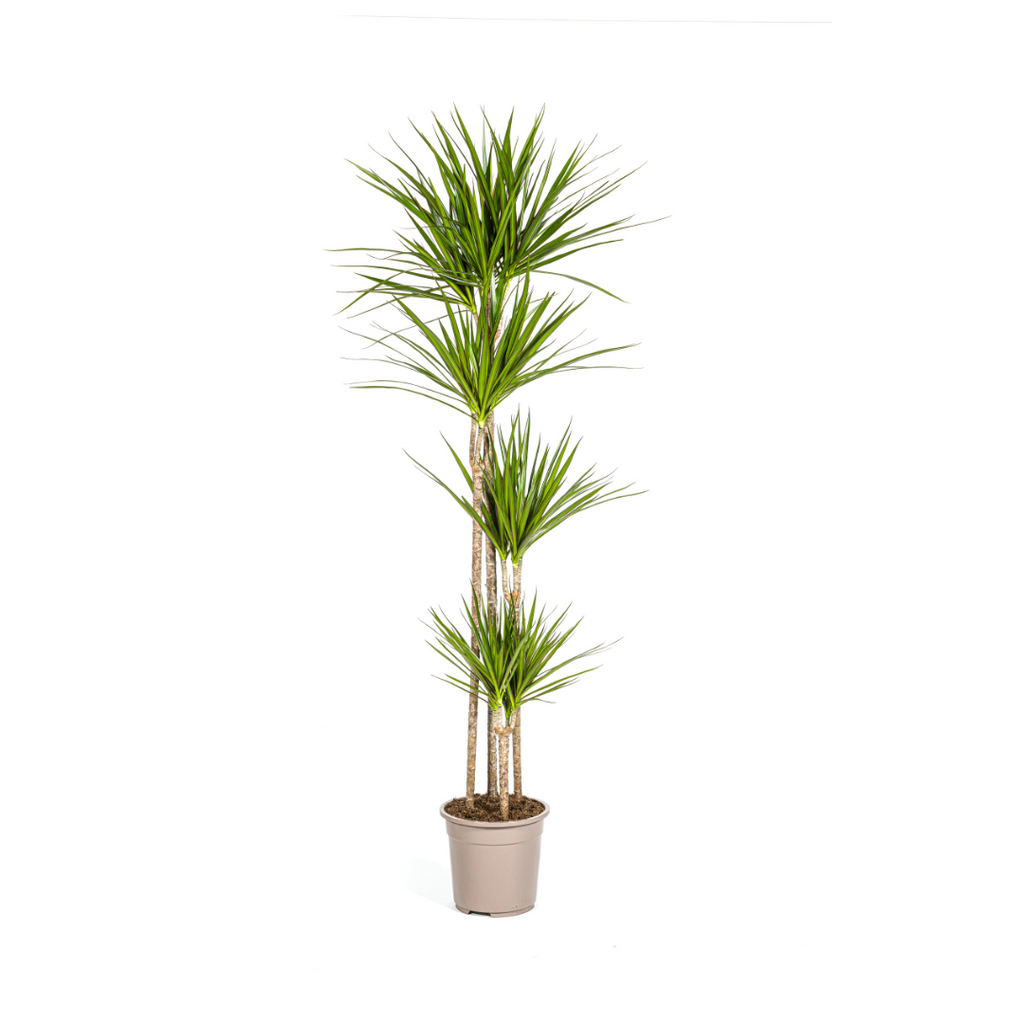 Dracaena Marginata Green Ø27cm - ↕170 - 190cm