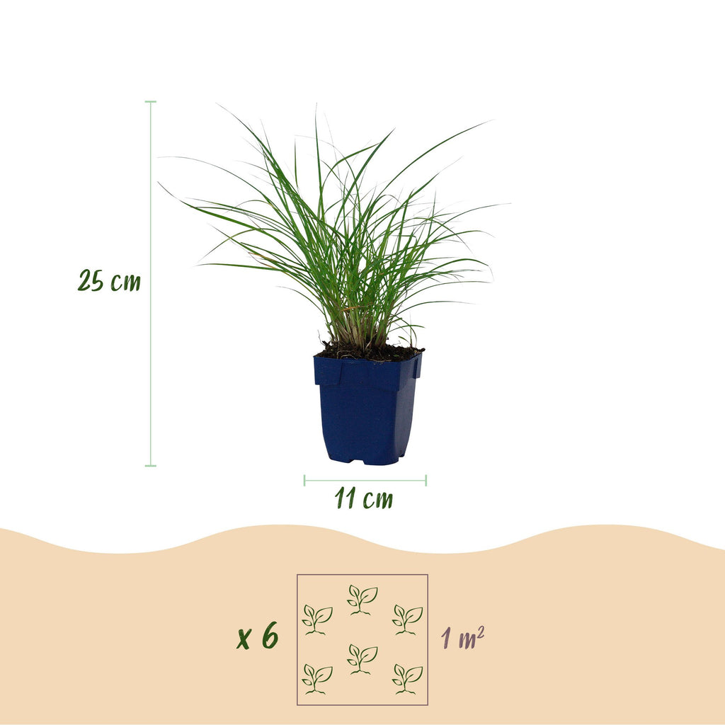 Grassen - Miscanthus sin. Red Chief - Pampusgras - Met Pluim - Groen - 12 Planten - Pot 11cm - Hoogte 15-25cm