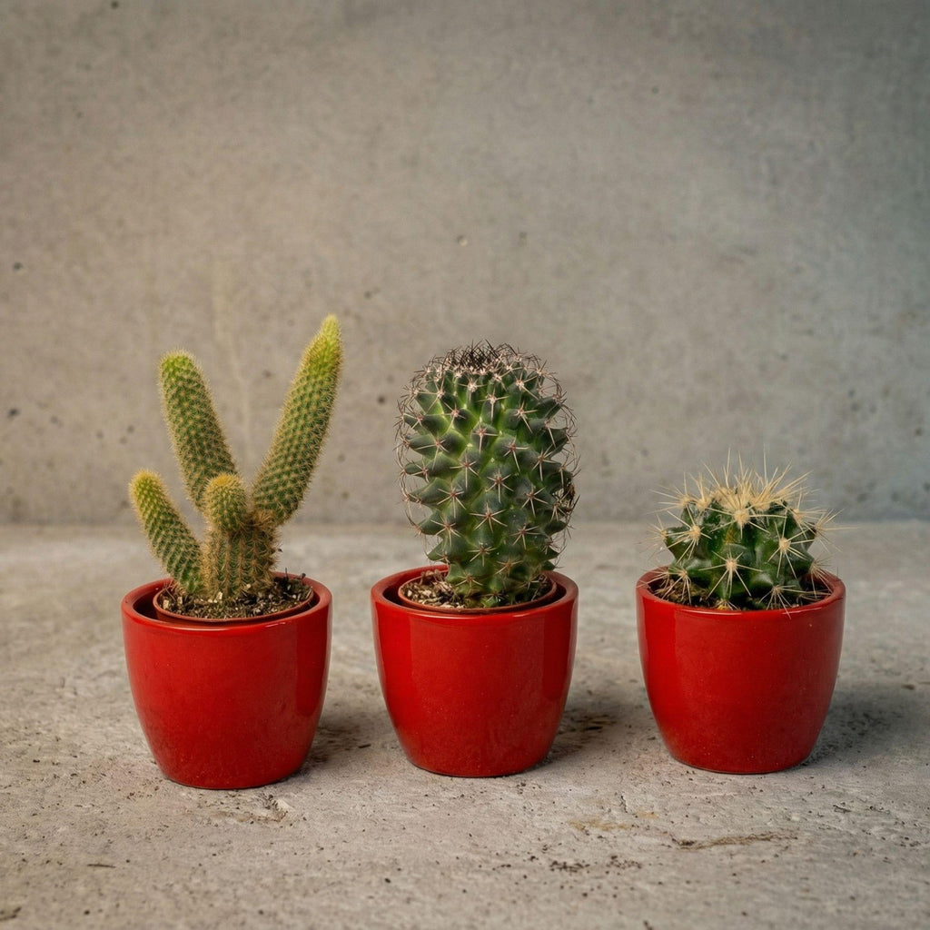 Cactussen set van 3 met rode mini-pot - Mix van levende cactussen - ↑ 8-12 cm