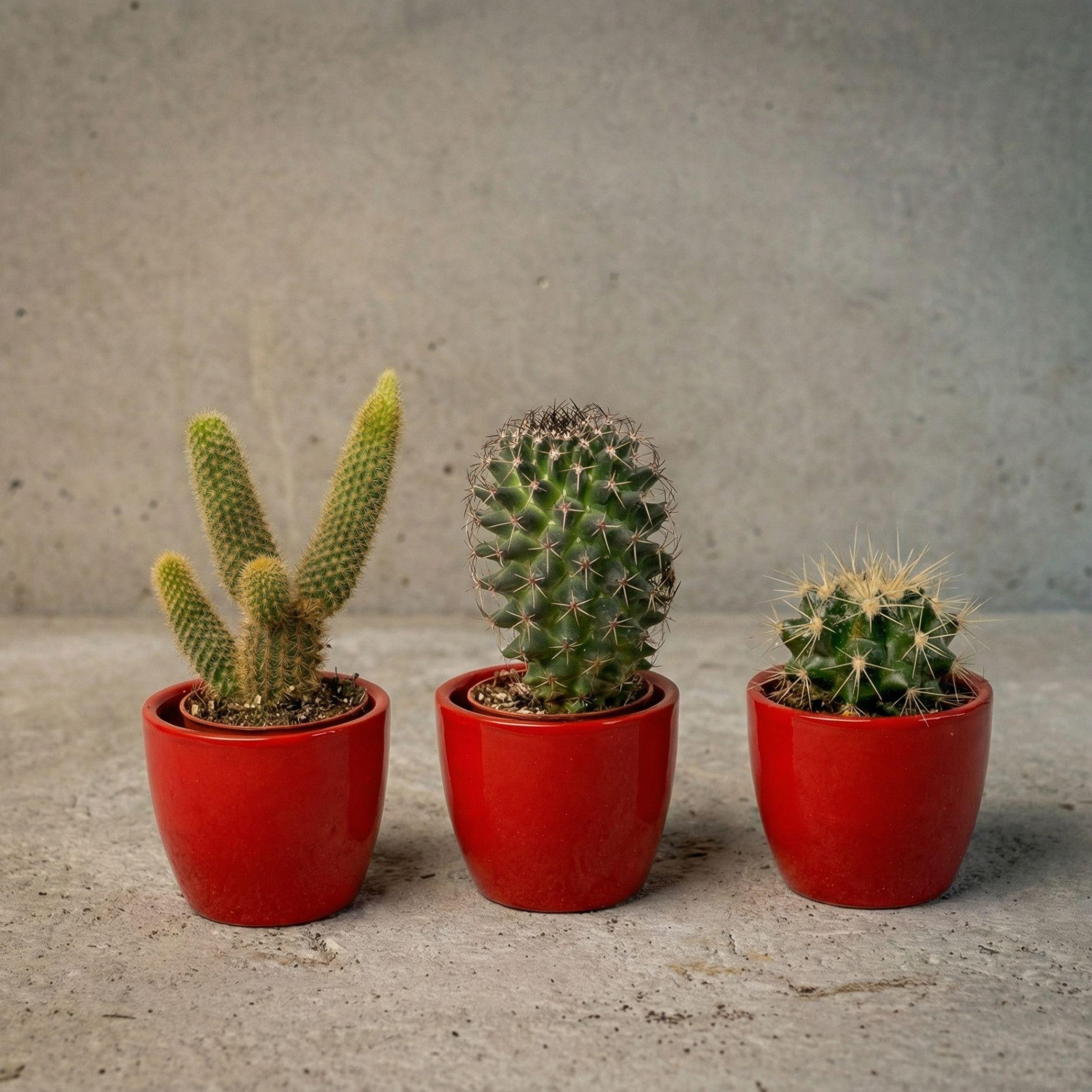 Cactussen set van 3 met rode mini-pot - Mix van levende cactussen - ↑ 8-12 cm