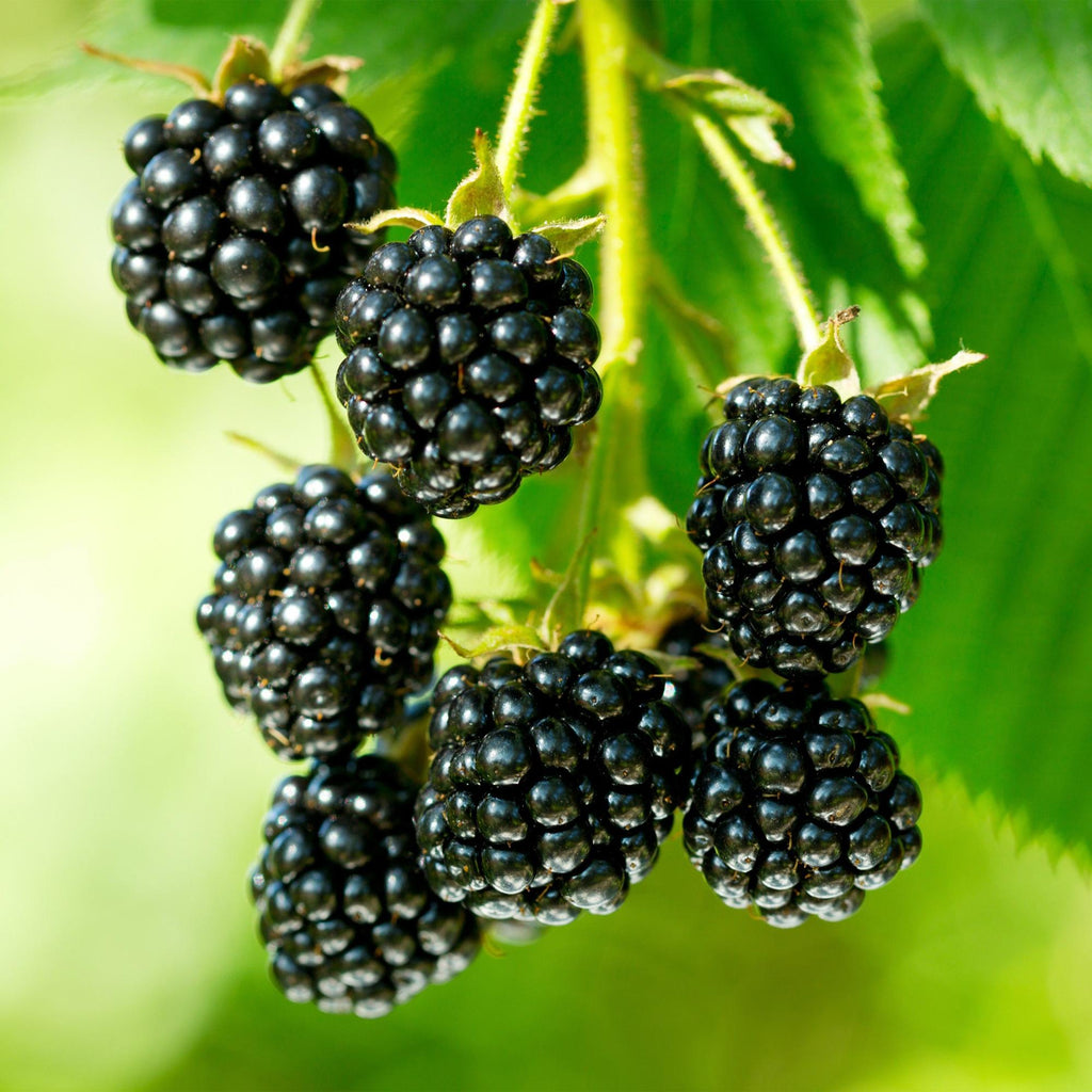 Fruitplant - Rubus fruticosus Black Satin - Bramenplant - Winterhard - Zwarte Braam - 2 Planten - Pot 15cm - Hoogte 50cm