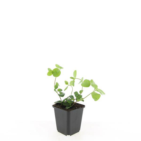 48x Vinca major - ↕10-25cm - Ø9cm