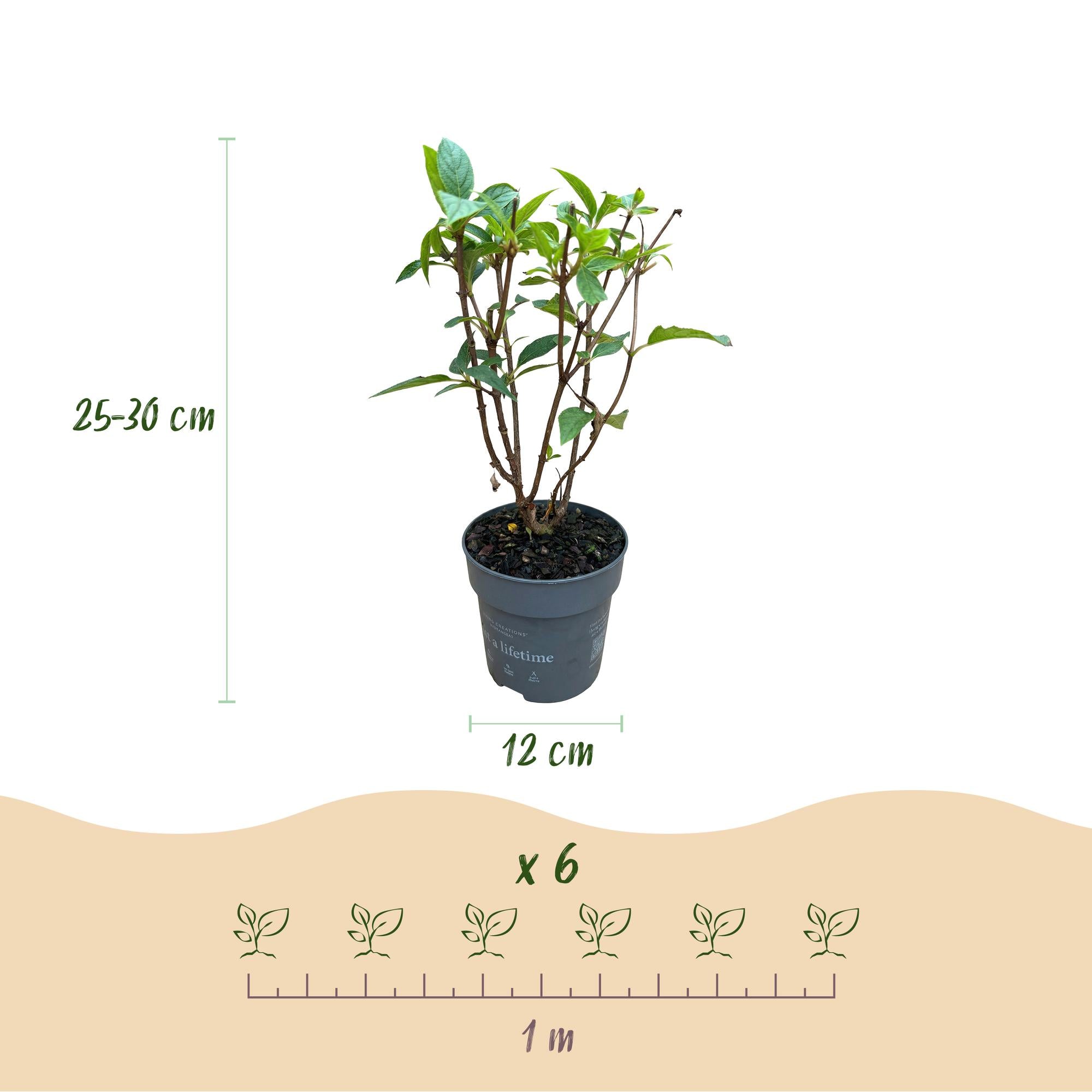Tuinplant - Hydrangea panniculata Living Pink & Rose - Pluimhortensia - Winterhard - Roze - 3 Planten - Pot 12cm - Hoogte Hoogte 20-30cm