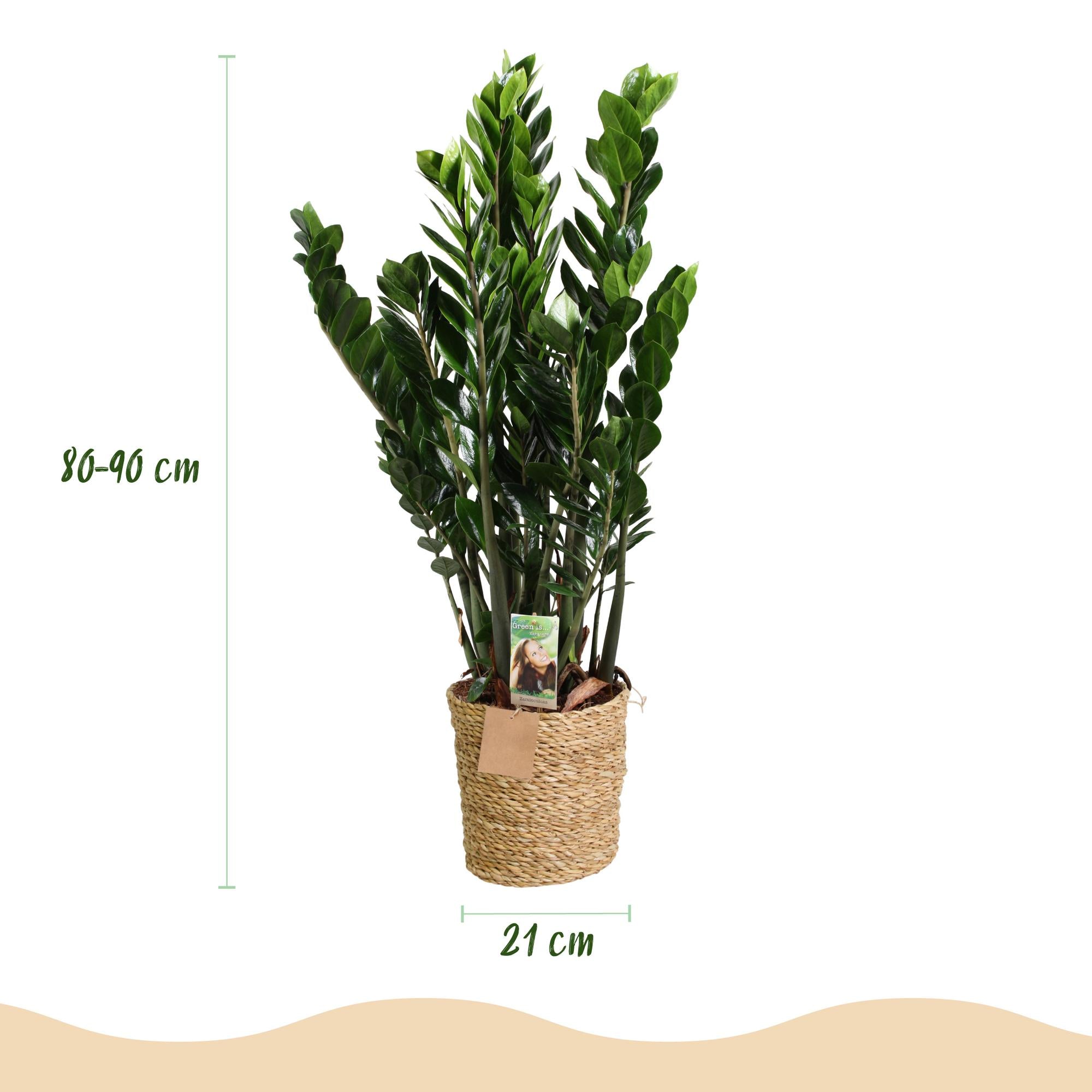Green is... Kamerplanten - Zamioculcas - ZZ-plant - Weinig onderhoud - met mand - Groen - 1 Plant - Pot 21cm - Hoogte 80-90cm