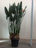 Strelitzia Reginae XXL - 180cm - ø50