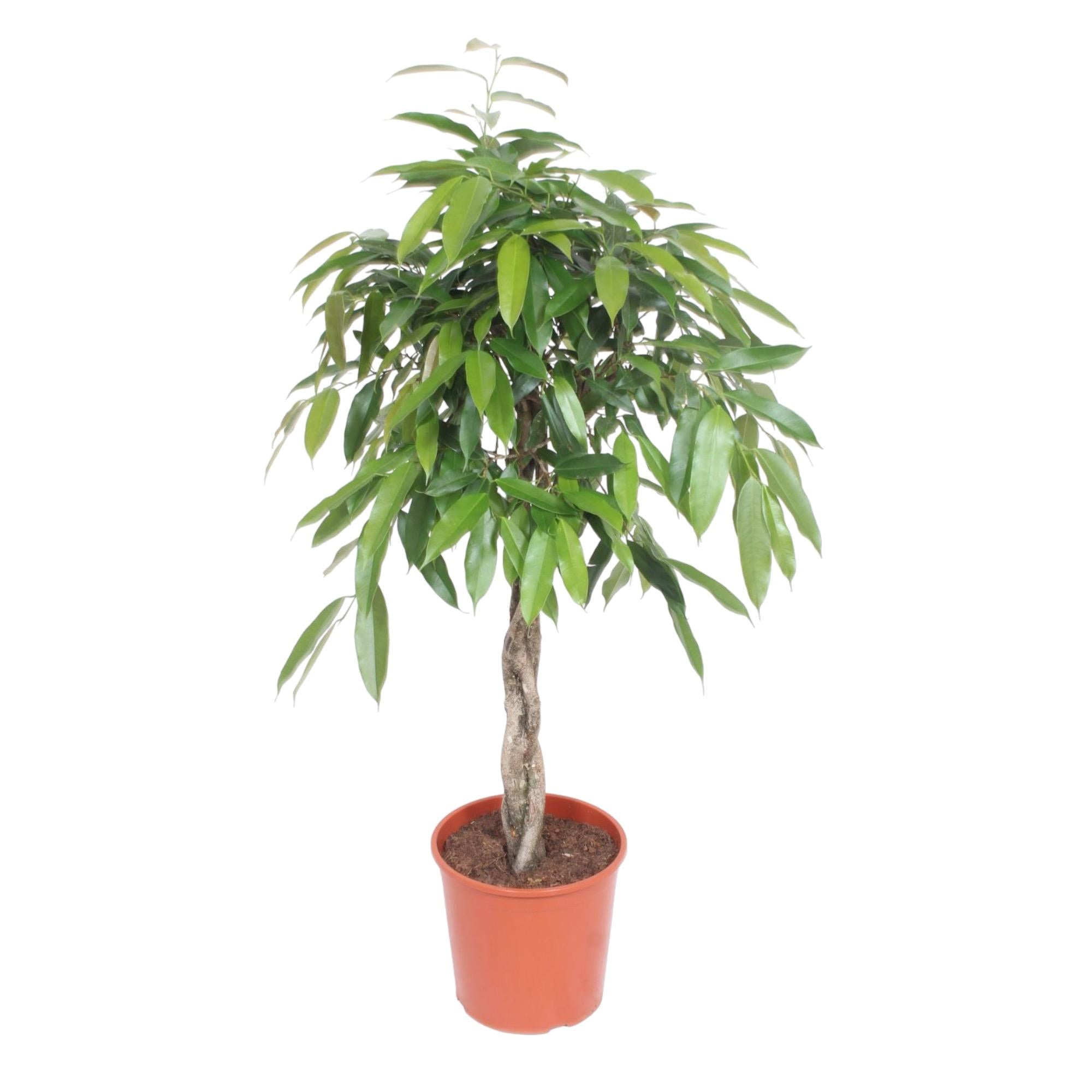 Ficus Amstel King gevlochten stam - 130 cm - Ø27