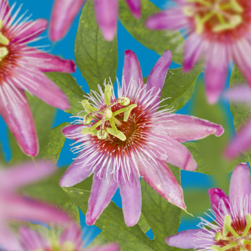 Passiebloem - Passiflora Anastasia  - Bloem Roze - Weinig onderhoud - 2 planten - Pot 11cm Hoogte 40cm