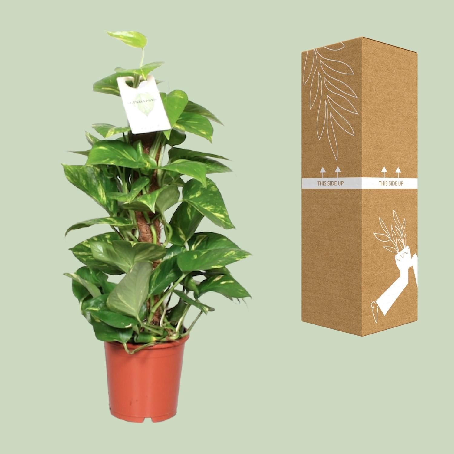 Epipremnum Aureum  - Ø15cm - ↕60cm