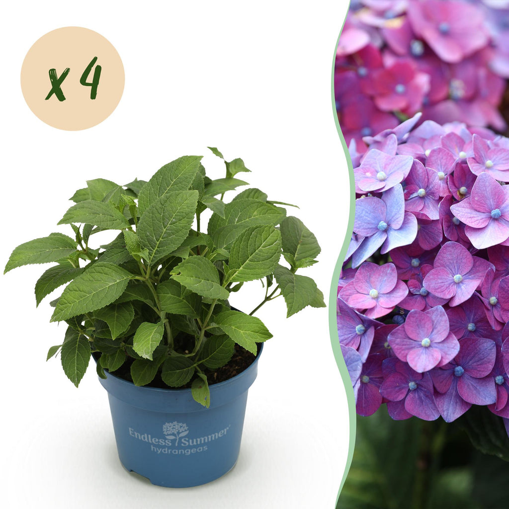 Tuinplant - Hydrangea Endles Summer Summer Love Purple - Hortensia - Winterhard - Paars - 4 Planten - Pot 14cm - Hoogte 20-25cm