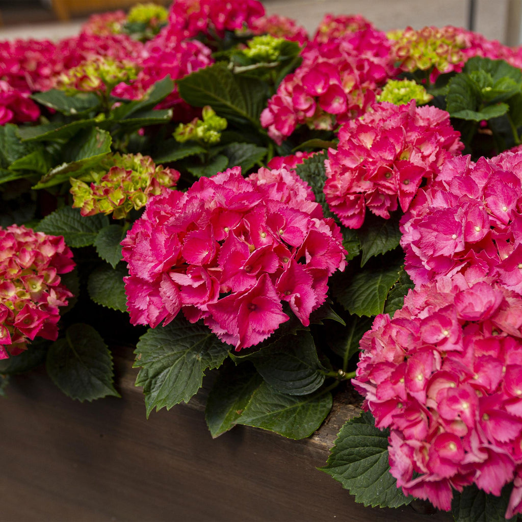 Tuinplant - Hydrangea macrophylla Rood - Hortensia - Winterhard - Rood - 1 Plant - Pot 12cm - Hoogte Hoogte 20-30cm