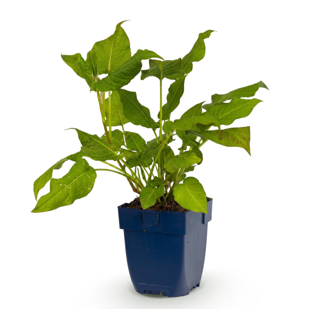 Vasteplant - Persicaria amplexicaulis - Duizendknoop - Schaduw - Rood - 1 Plant - Pot 11cm - Hoogte 15-25cm