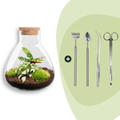 DIY terrarium - Sammie Calathea - ↕ 27 cm - Rake + Shovel + Tweezer + Scissors