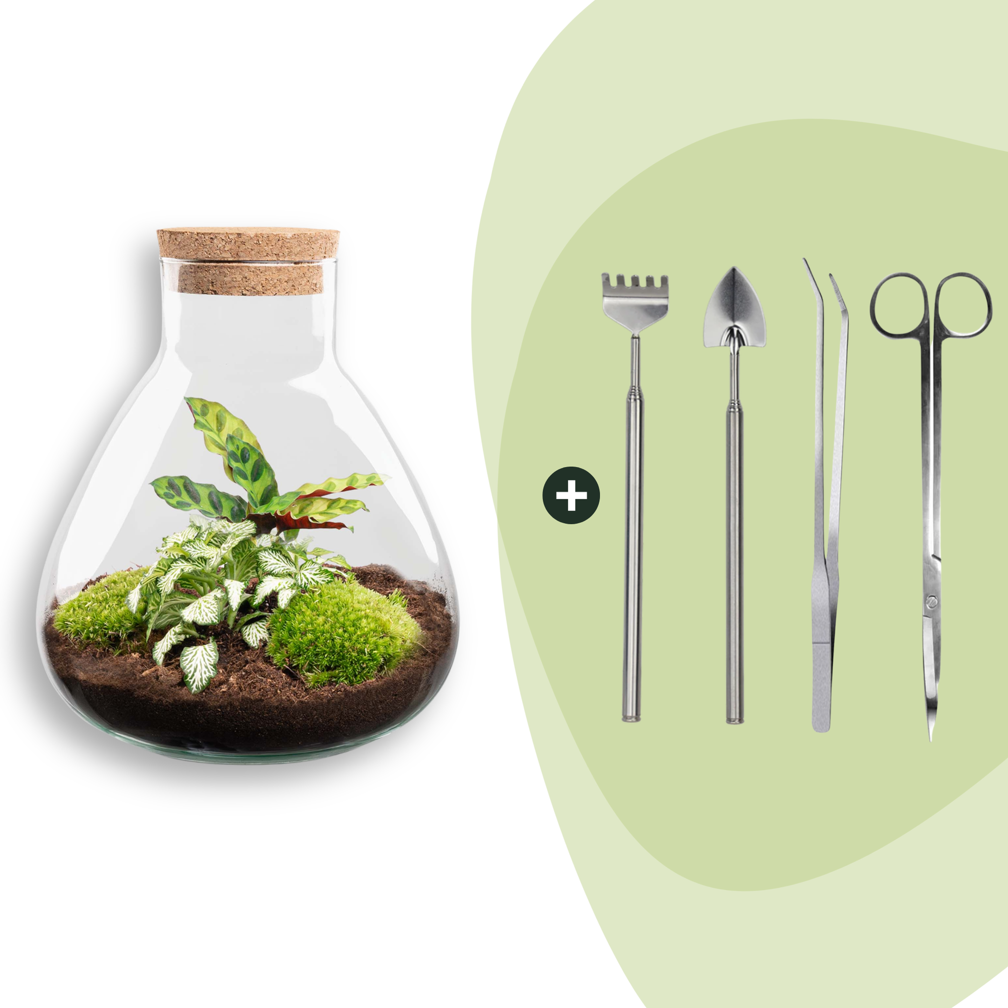 DIY terrarium - Sammie Calathea - ↕ 27 cm - Rake + Shovel + Tweezer + Scissors