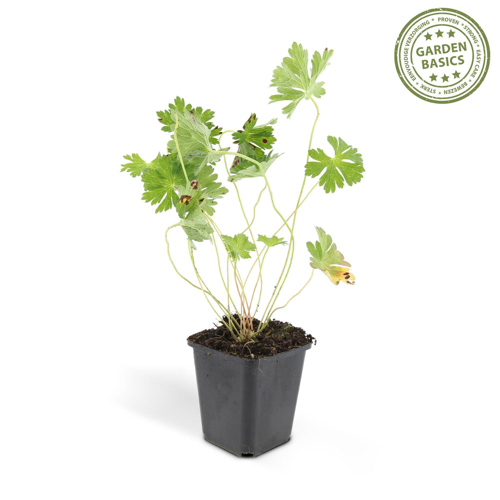 48x Geranium Rozanne - ↕10-25cm - Ø9cm
