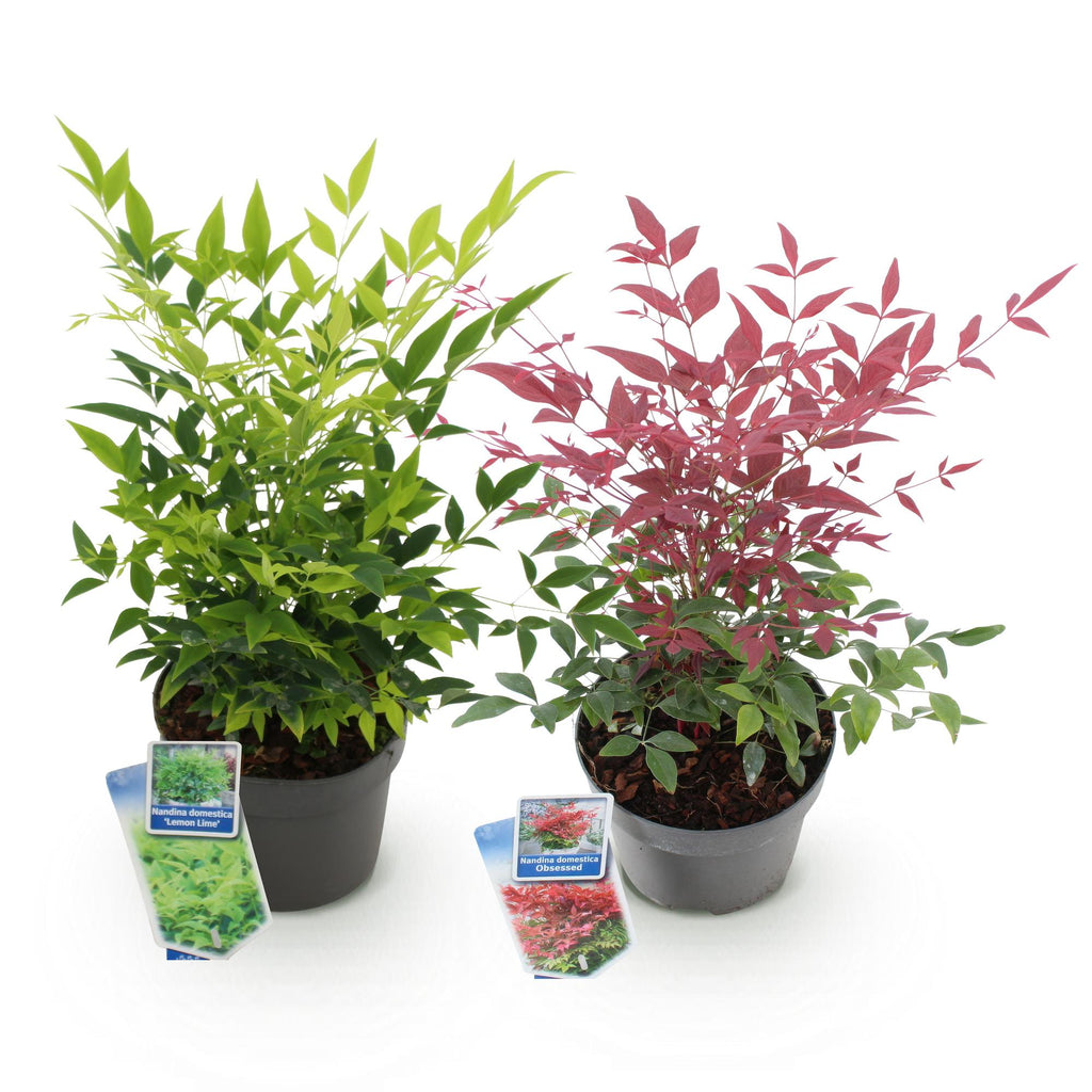 Tuinplant - Nandina Duo - Geel & Rood - 2 Planten - Groenblijvend - Weinig Onderhoud - Pot 17cm Hoogte 45cm