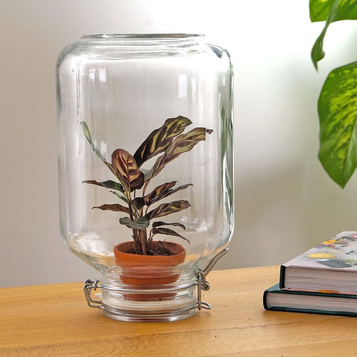 Easyplant - Calathea makoyana - Ø 18 cm ↑ 28 cm