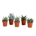 Gasteria/Haworthia mix 5,5cm - zonder pot - 5x