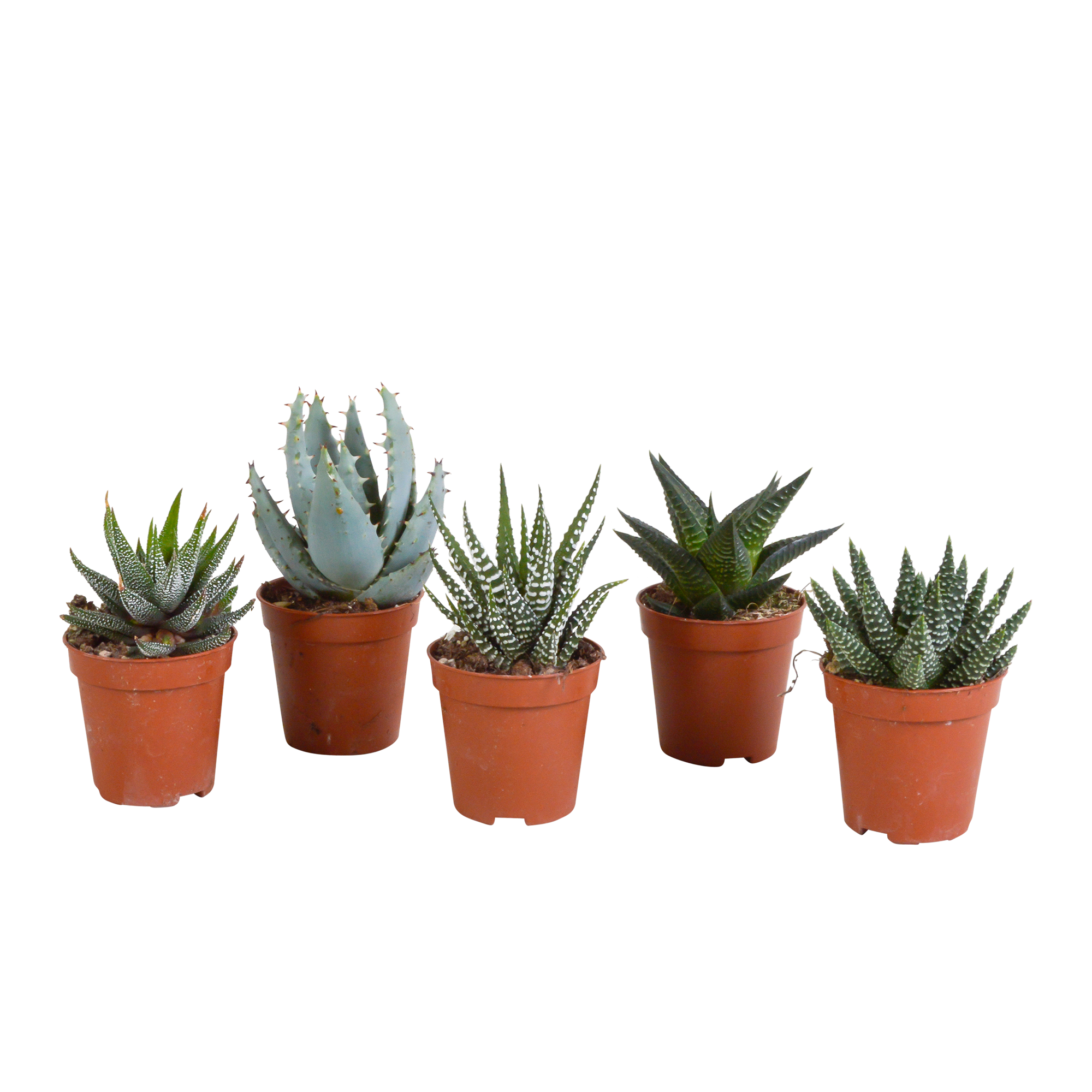 Gasteria/Haworthia mix 5,5cm - zonder pot - 5x