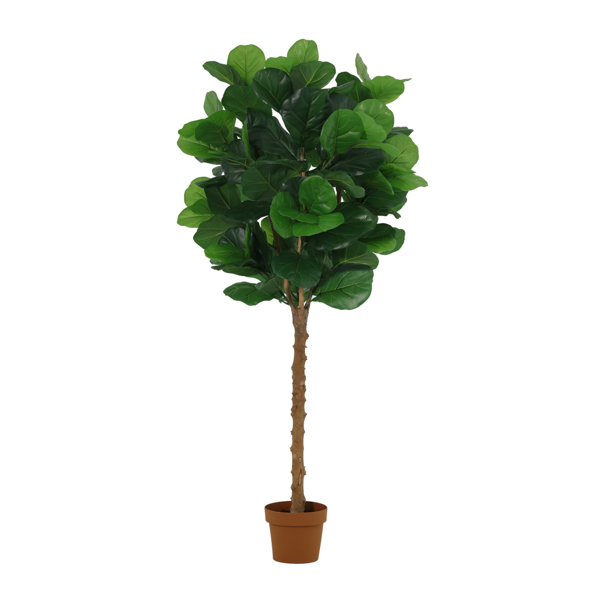ARTIFICIAL Ficus lyrata tree - 160cm