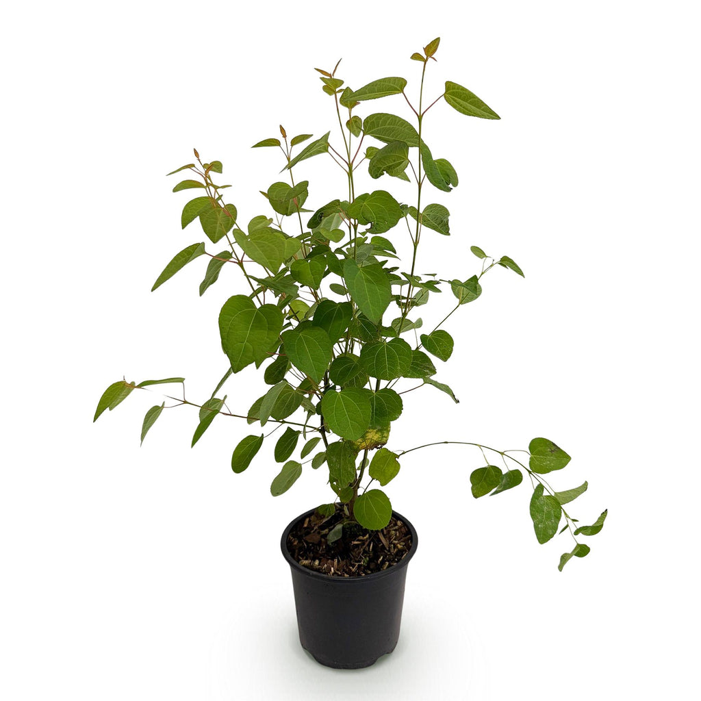 Tuinplant - Cercidiphyllum japonicum - Groen 1 Plant - Bladverliezend - Weinig Onderhoud - Pot 12cm Hoogte 35cm