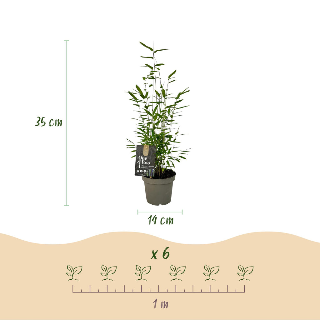 Bamboe - Fargesia Black Dragon - Bladhoudend - Niet Woekerend - Groen - 18 Planten - Pot 14cm - Hoogte 35cm